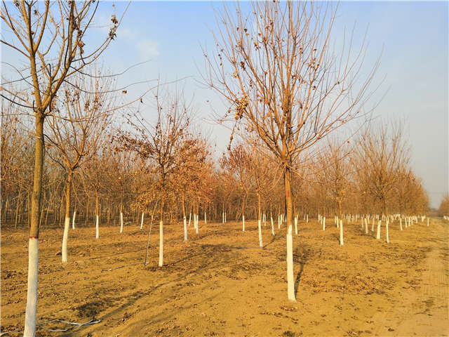 五角楓種植基地實拍