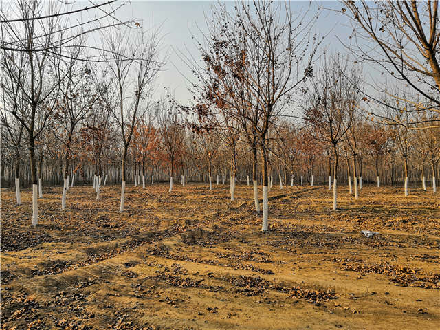 五角楓種植基地實拍