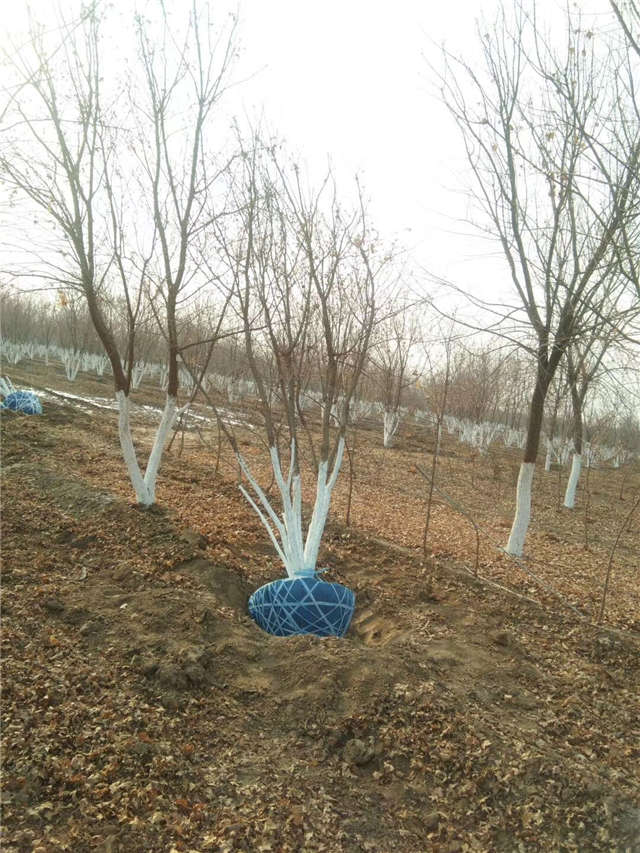 叢生五角楓等待裝車