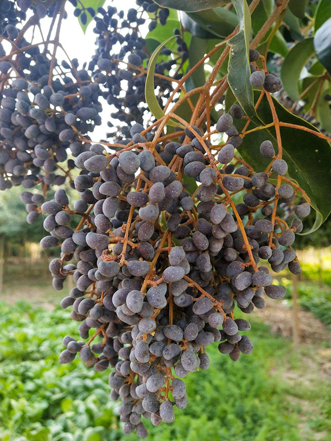 2020年大葉女貞種植前景如何?大葉女貞種植前景分析