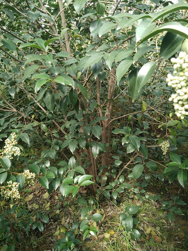 2020年大葉女貞種植前景如何?大葉女貞種植前景分析