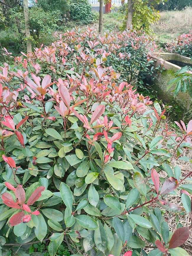 紅葉石楠品種都有哪些?紅葉石楠品種怎樣區分?