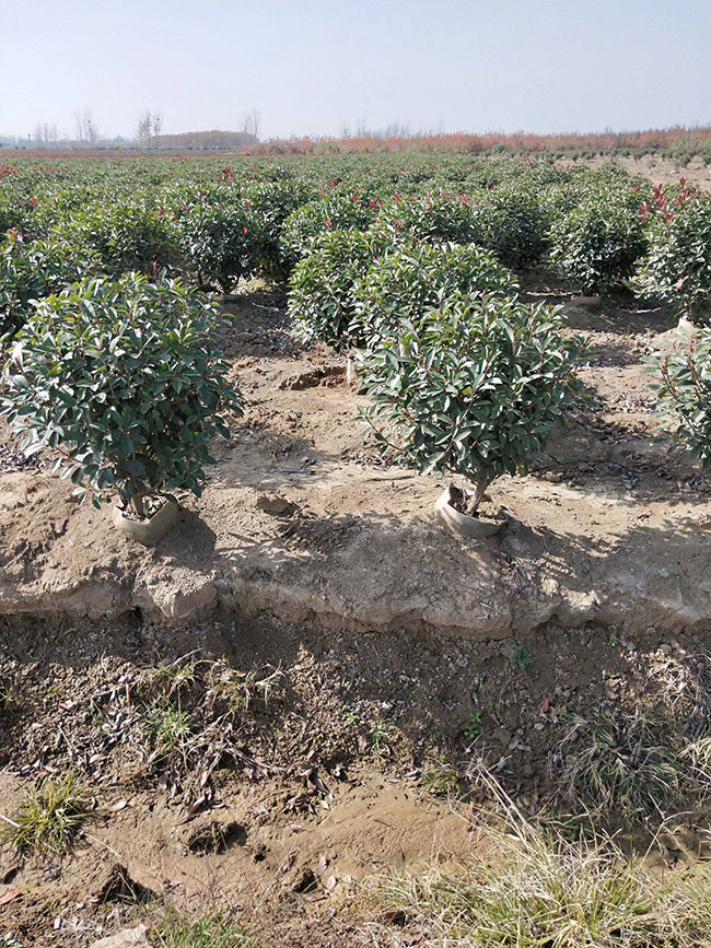 紅葉石楠品種都有哪些?紅葉石楠品種怎樣區分?