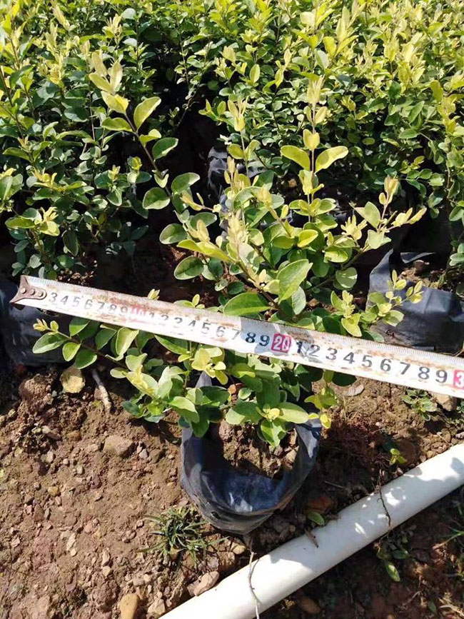 紅葉石楠品種都有哪些?紅葉石楠品種怎樣區分?