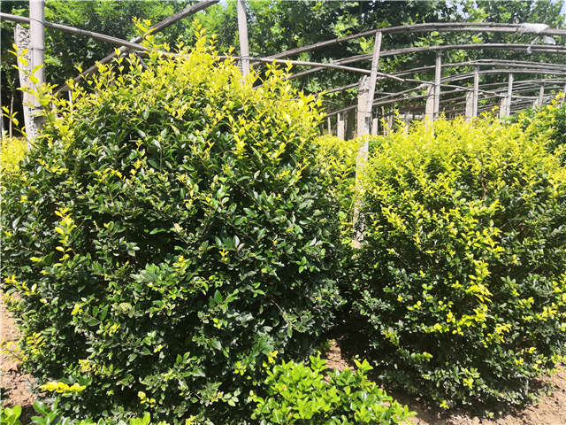 沭陽長景園林金葉女貞球種植基地實拍圖片