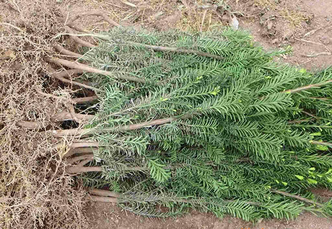 紅豆杉畝產量多少?一畝紅豆杉的經濟效益