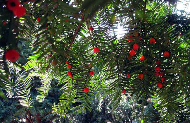 紅豆杉畝產量多少?一畝紅豆杉的經濟效益