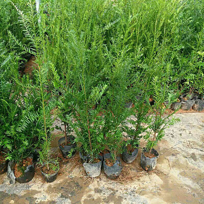 紅豆杉畝產量多少?一畝紅豆杉的經濟效益