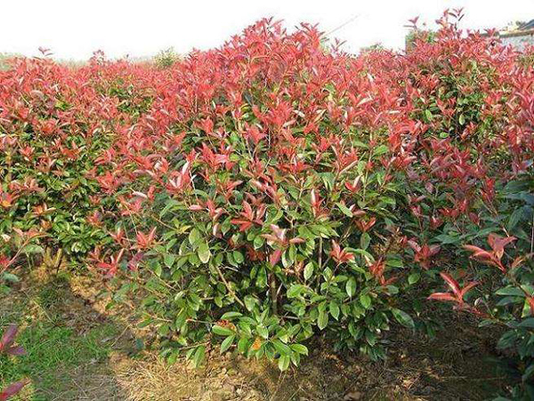 紅葉石楠樹
