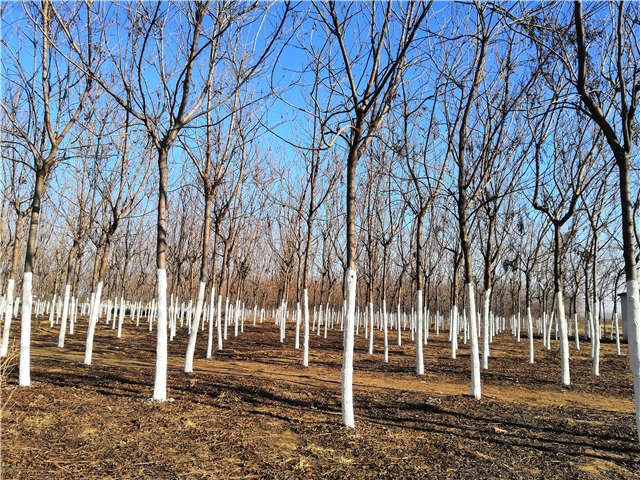欒樹（北欒）種植基地實拍