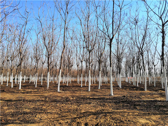 欒樹（北欒）種植基地實拍