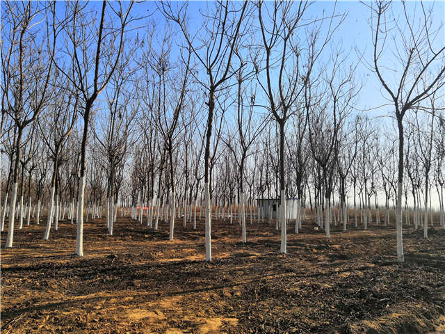 欒樹（北欒）種植基地實拍