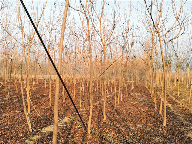 欒樹（北欒）種植基地實拍