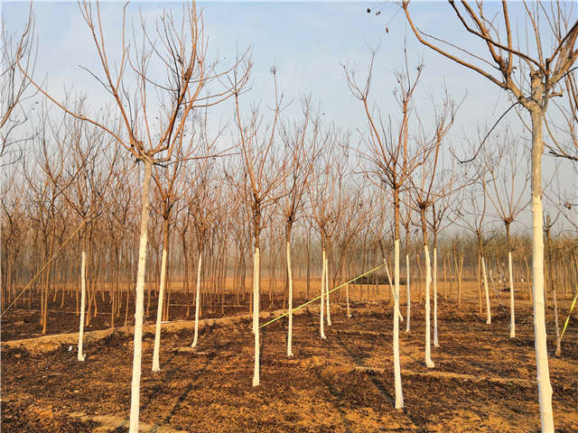 欒樹（北欒）種植基地實拍