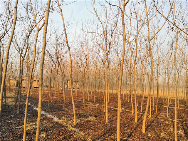 欒樹（北欒）種植基地實拍