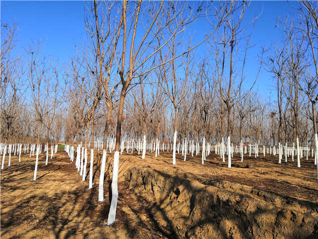 欒樹（北欒）種植基地實拍