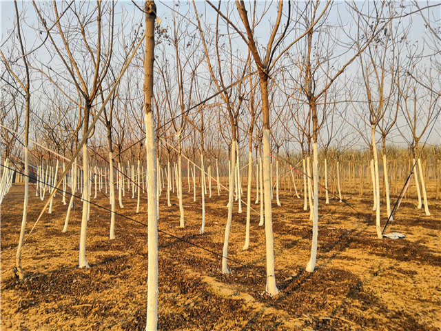 欒樹（北欒）種植基地實拍