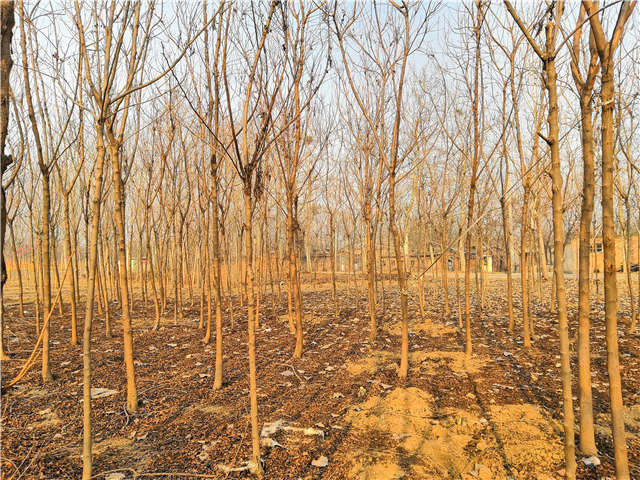 欒樹（北欒）種植基地實拍