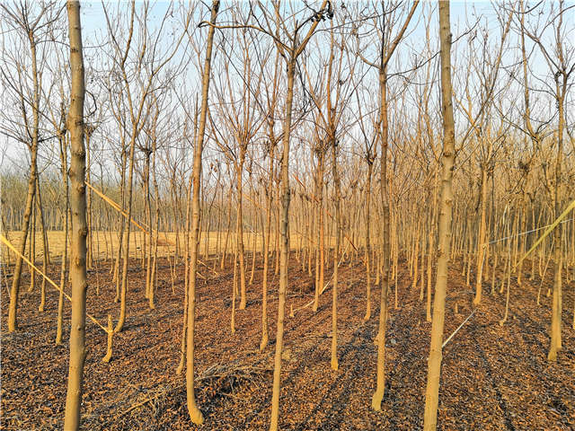 欒樹（北欒）種植基地實拍