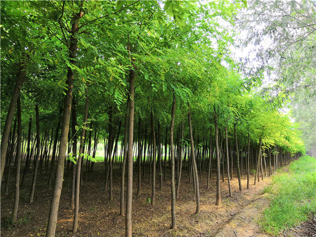 沭陽長景園林刺槐種植基地實拍圖片