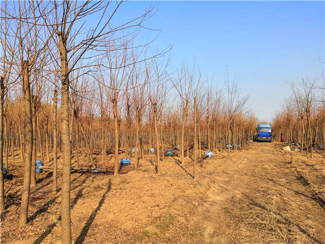 沭陽(yáng)長(zhǎng)景園林刺槐種植基地實(shí)拍圖片