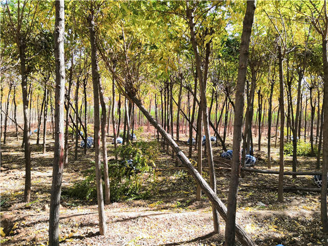 沭陽(yáng)長(zhǎng)景園林刺槐種植基地實(shí)拍圖片