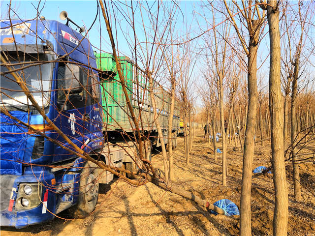 沭陽(yáng)長(zhǎng)景園林刺槐種植基地實(shí)拍圖片