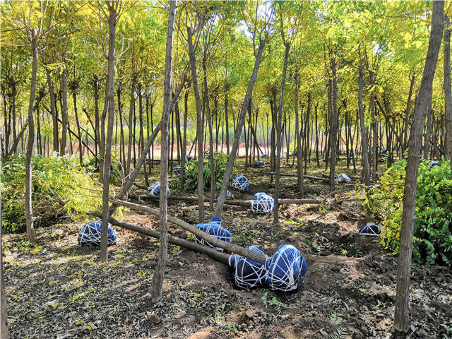 沭陽(yáng)長(zhǎng)景園林刺槐種植基地實(shí)拍圖片
