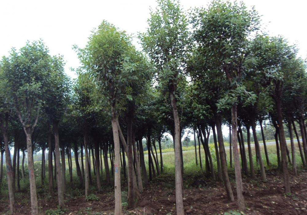 高桿女貞基地實(shí)拍圖