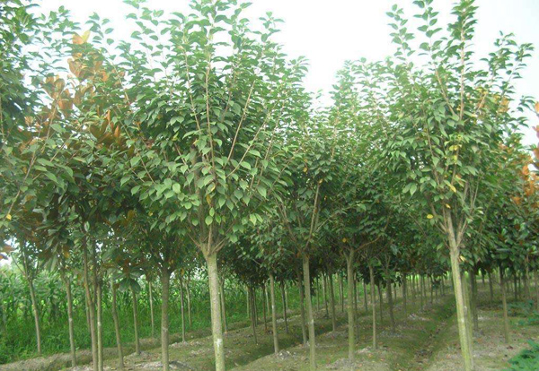 高桿女貞基地實(shí)拍圖