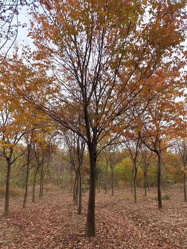 櫸樹產地在什么地方?櫸樹適合什么地方種植?