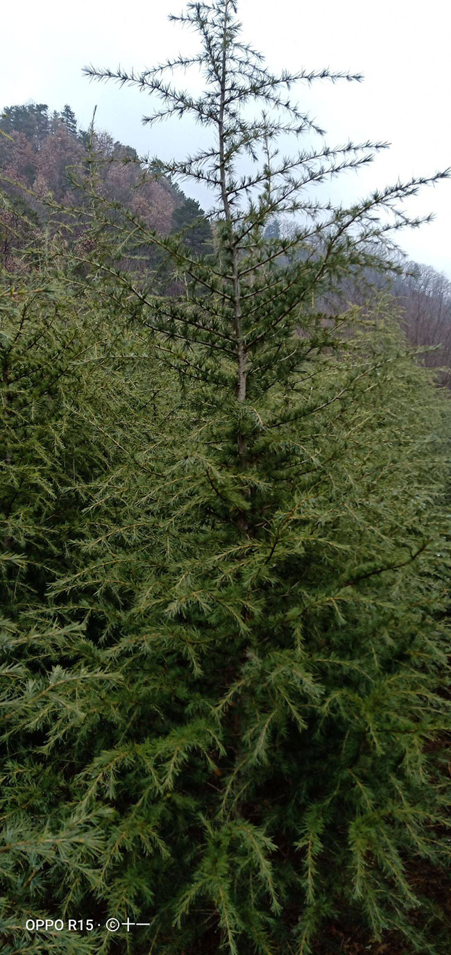 雪松多少錢一棵?2020年雪松價格最新行情預測