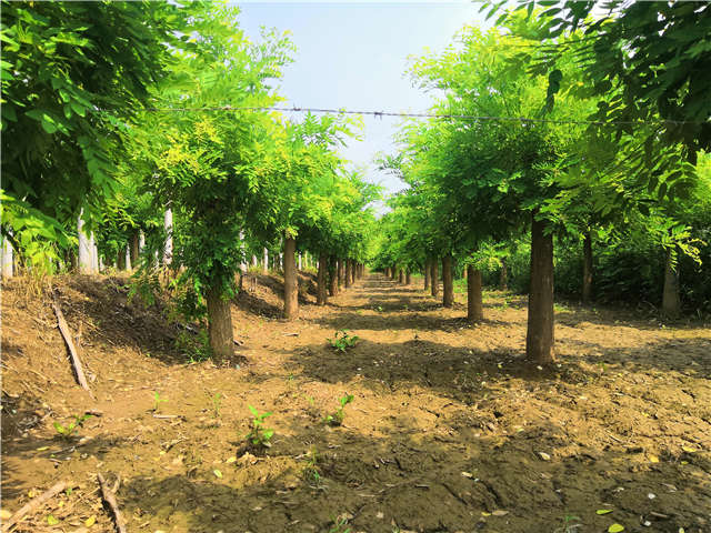 沭陽長景園林矮接金枝槐種植基地實拍圖片