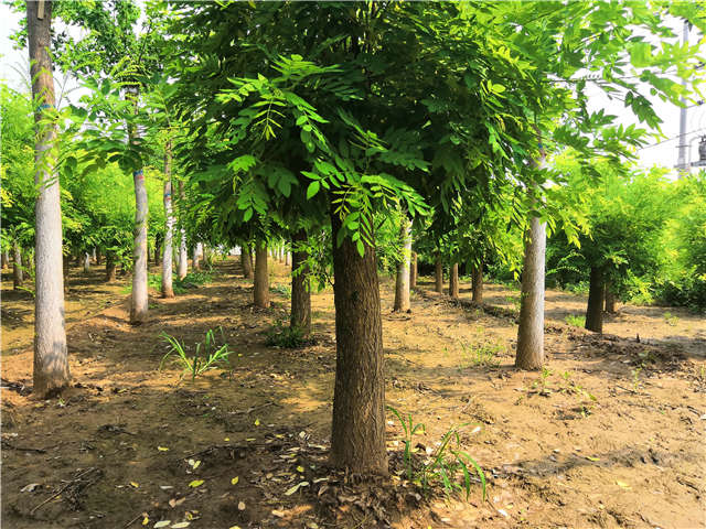 沭陽長景園林矮接金枝槐種植基地實拍圖片