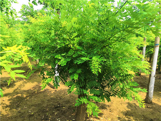 沭陽長景園林矮接金枝槐種植基地實拍圖片