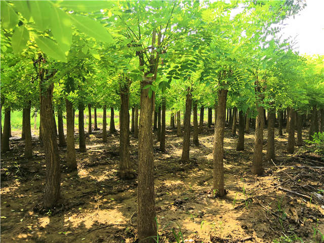 沭陽長景園林矮接金枝槐種植基地實拍圖片