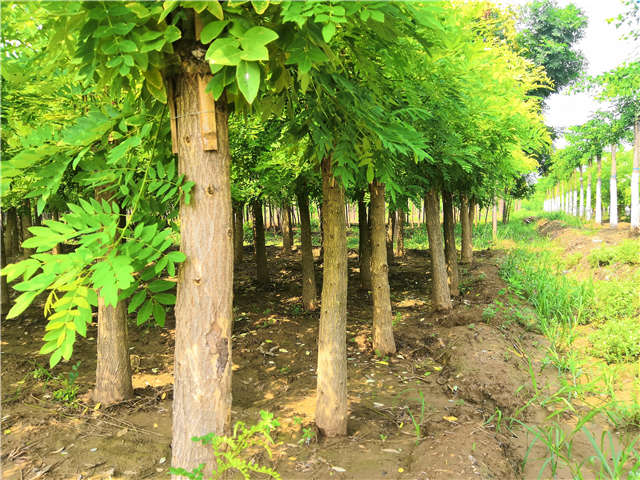 沭陽長景園林矮接金枝槐種植基地實拍圖片