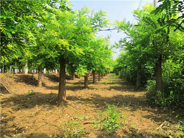 沭陽長景園林矮接金枝槐種植基地實拍圖片