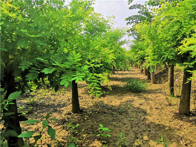 沭陽長景園林矮接金枝槐種植基地實拍圖片