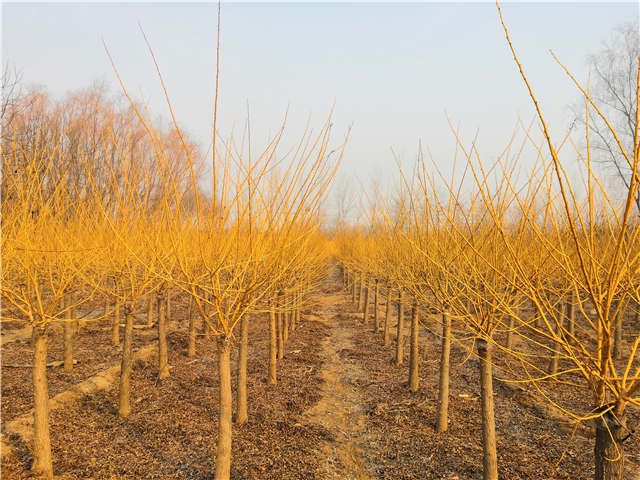 沭陽長景園林矮接金枝槐種植基地實拍圖片
