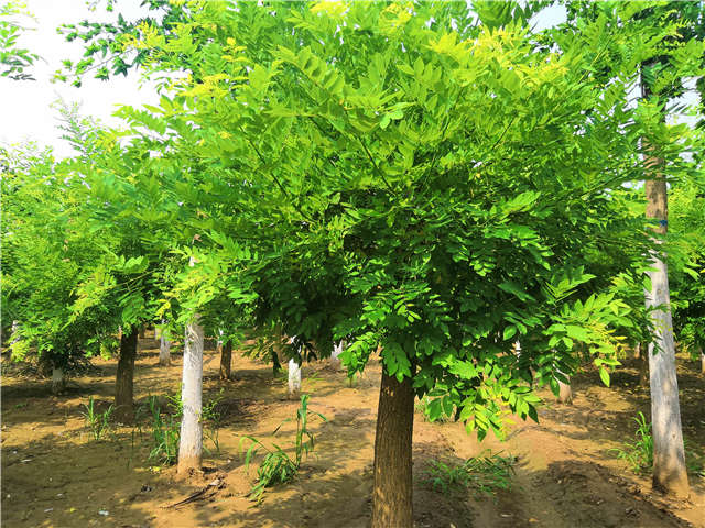 沭陽長景園林矮接金枝槐種植基地實拍圖片
