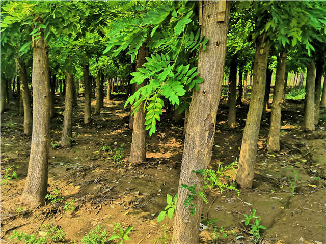 沭陽長景園林矮接金枝槐種植基地實拍圖片