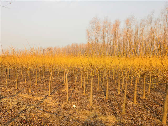 矮接金枝槐照片種植基地實拍