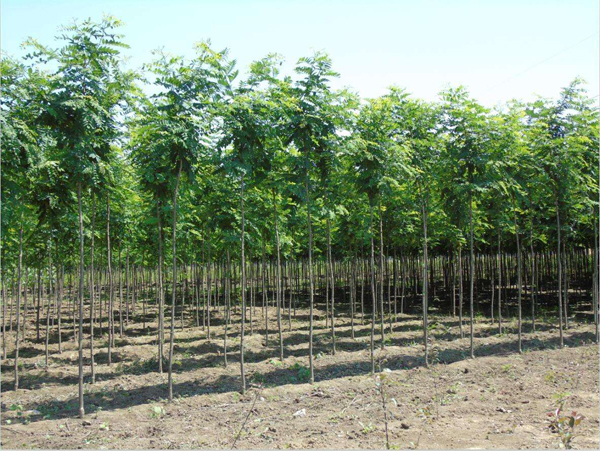 刺槐基地實拍圖