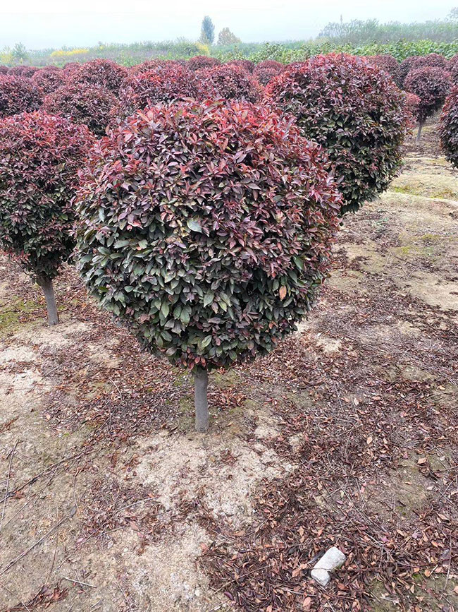 紫葉李什么時候修剪?紫葉李修剪整形技術(shù)