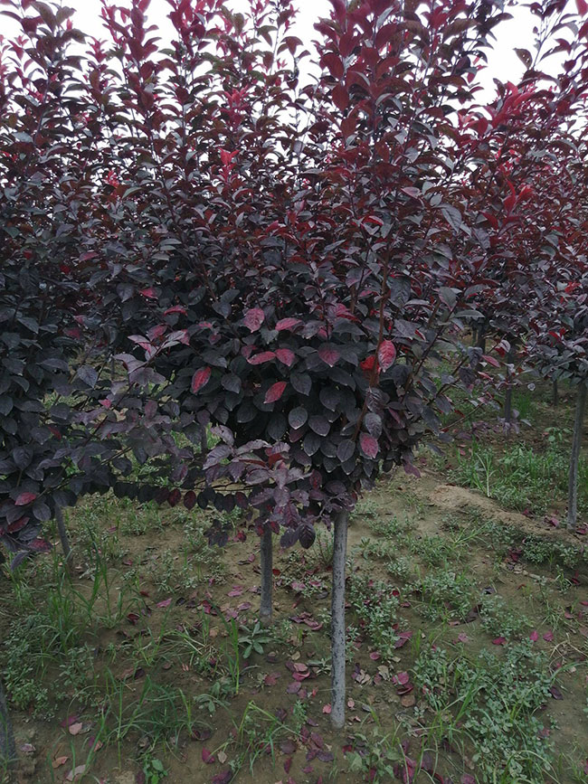 紫葉李什么時候修剪?紫葉李修剪整形技術(shù)