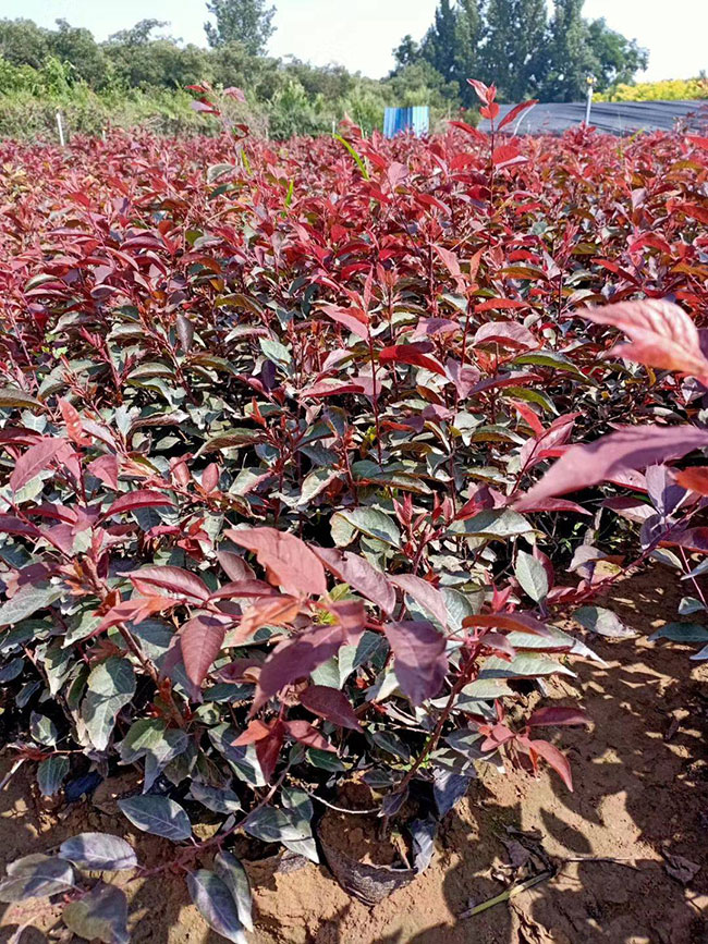 紫葉李什么時候修剪?紫葉李修剪整形技術(shù)