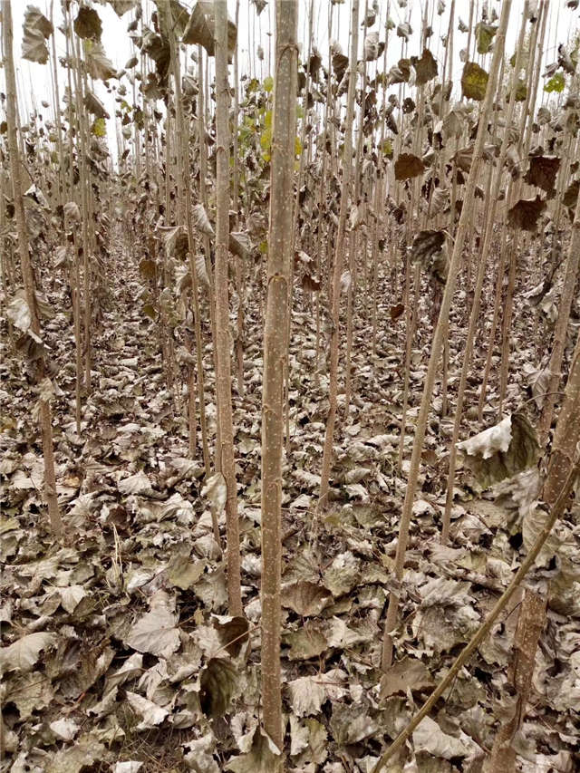 速生楊種植基地實(shí)拍