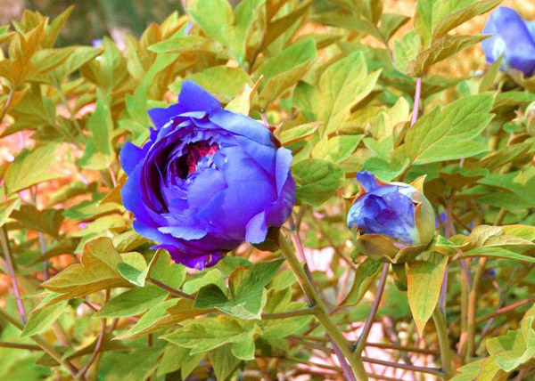 藍色牡丹