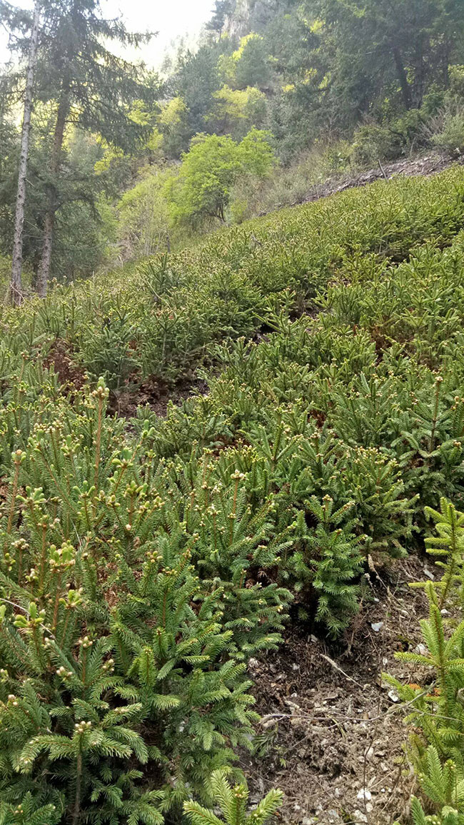 云杉樹苗批發價格多少?2020年云杉樹苗市場價格